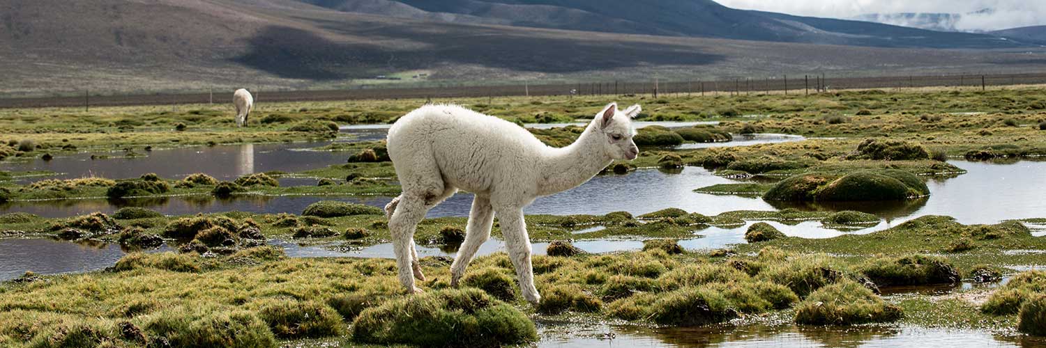 Shearpac - Professional Alpaca Shearing