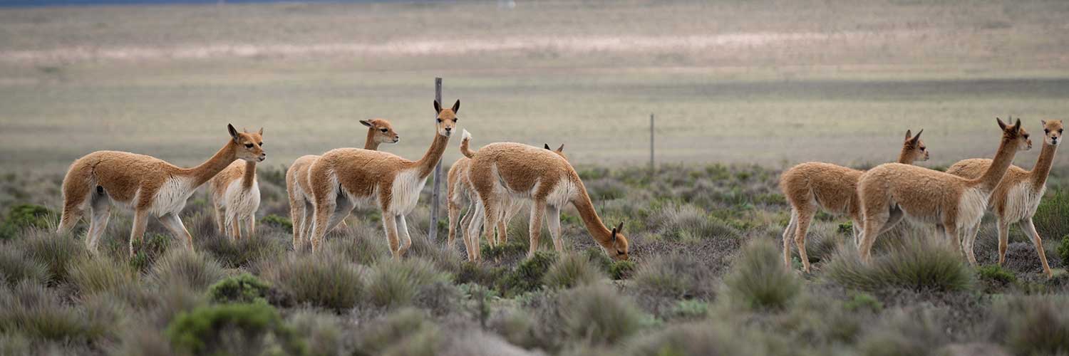 Shearpac - Professional Alpaca Shearing