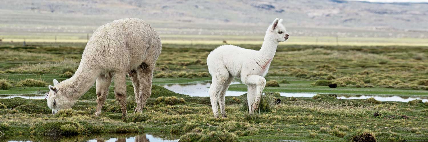 Shearpac - Professional Alpaca Shearing