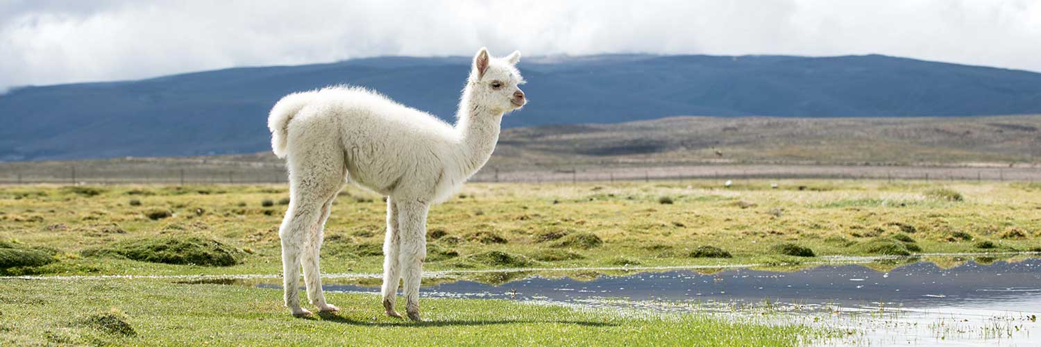 Shearpac - Professional Alpaca Shearers